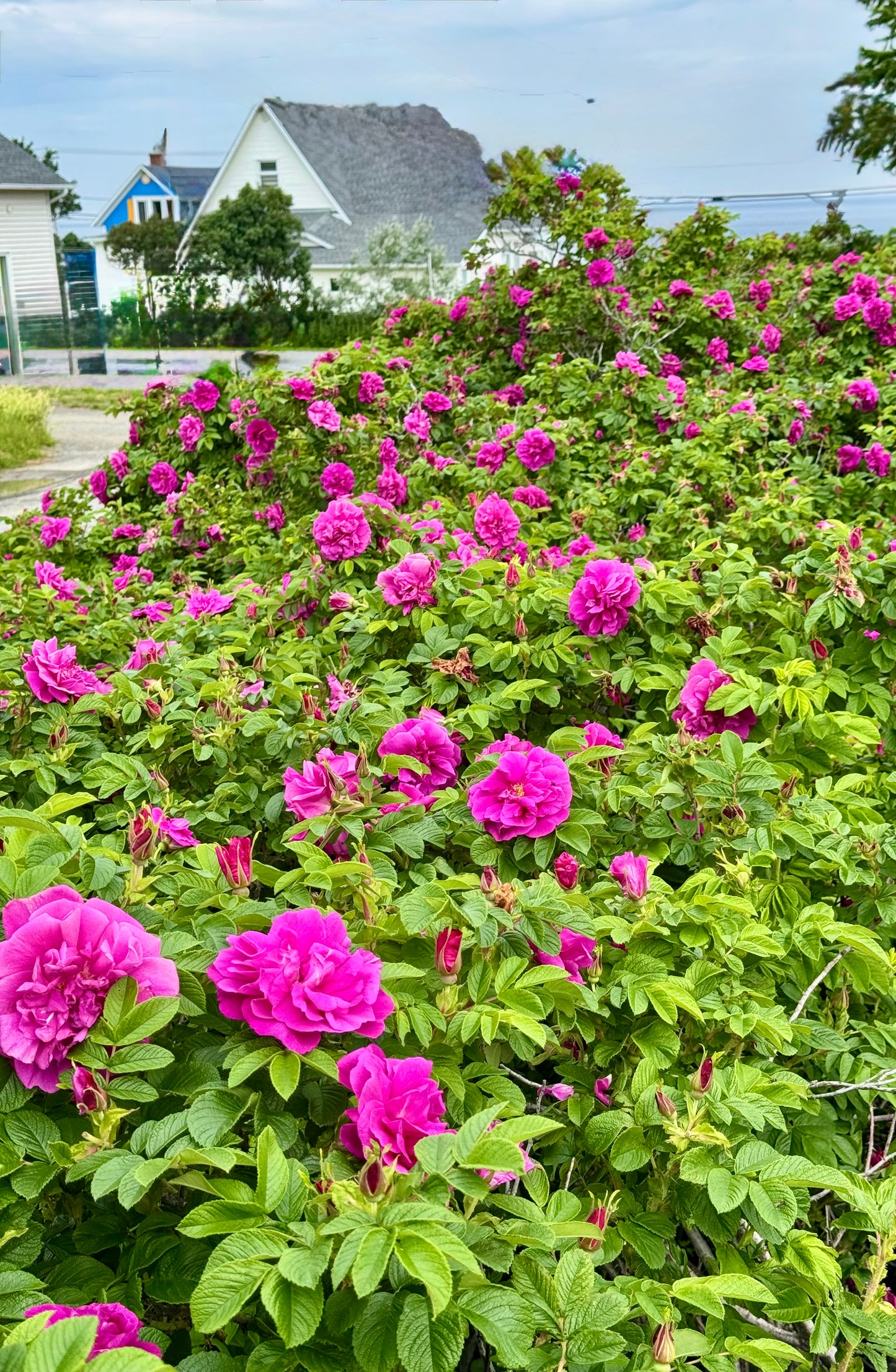 Hydrolat Aromatique ROSE