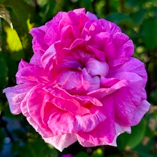 Hydrolat ROSES ANCIENNES
