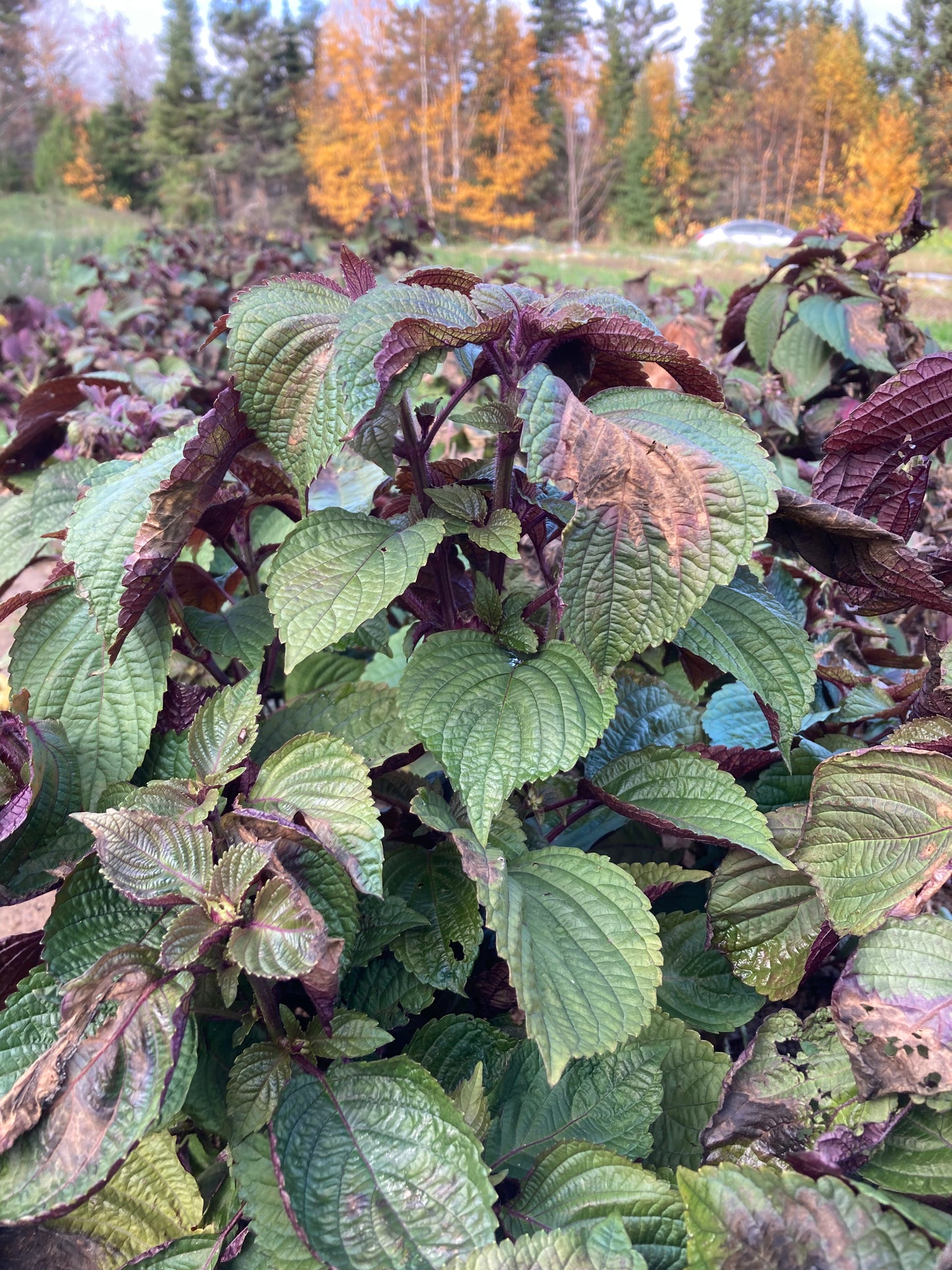 Hydrolat Aromatique SHISO