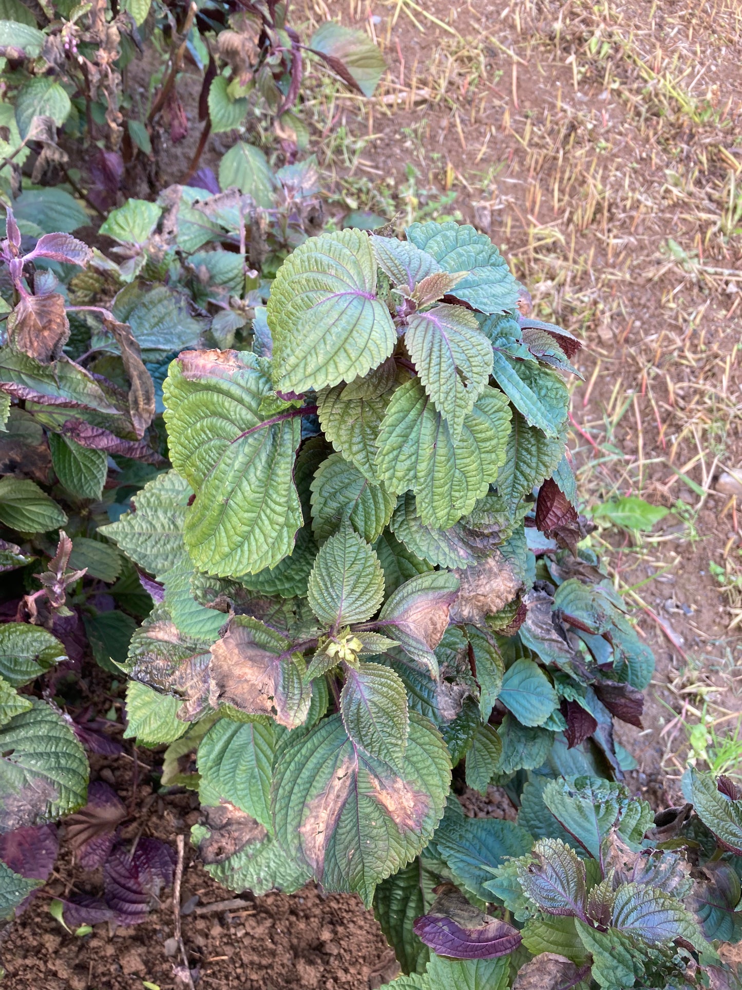 Hydrolat Aromatique SHISO