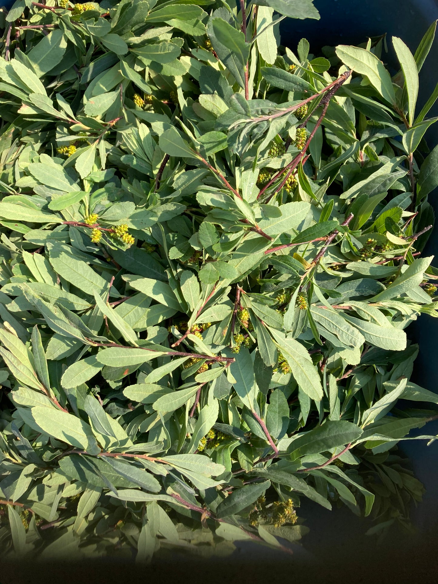 Hydrolat Aromatique MYRIQUE BAUMIER