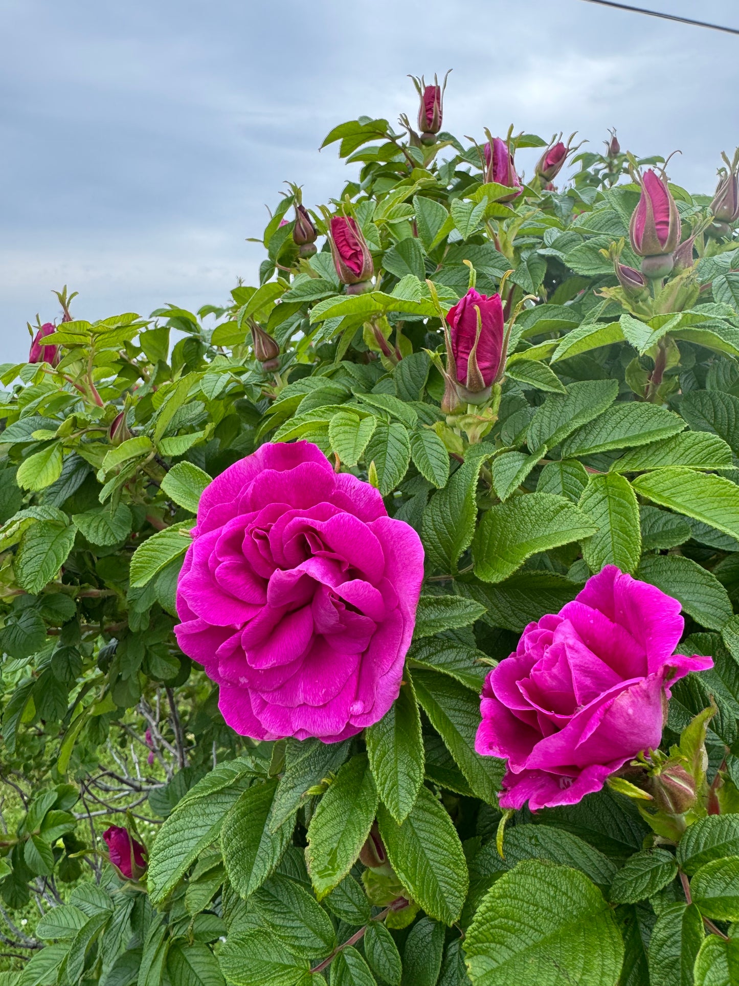 Hydrolat  Aromatique ROSE