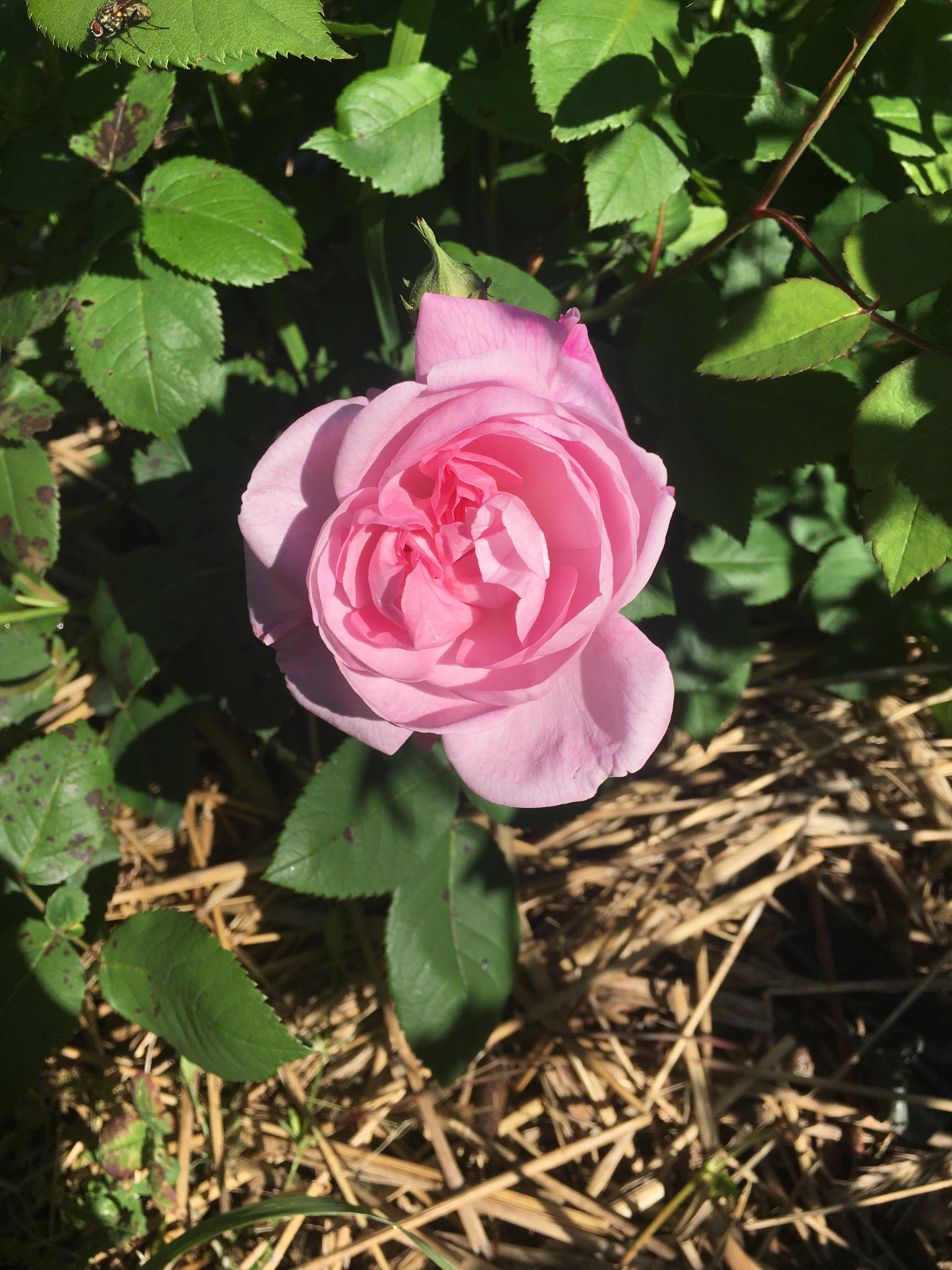 Charger la vidéo : le chant de la Rose par l'appareil Bambou