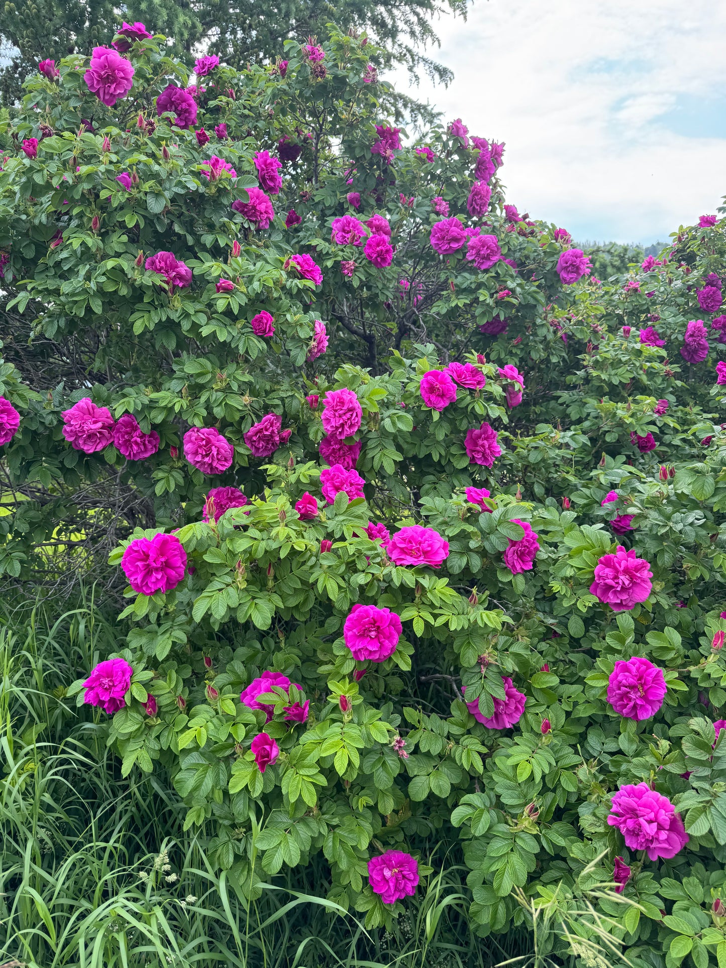 Hydrolat Aromatique  : Rose d'Unité