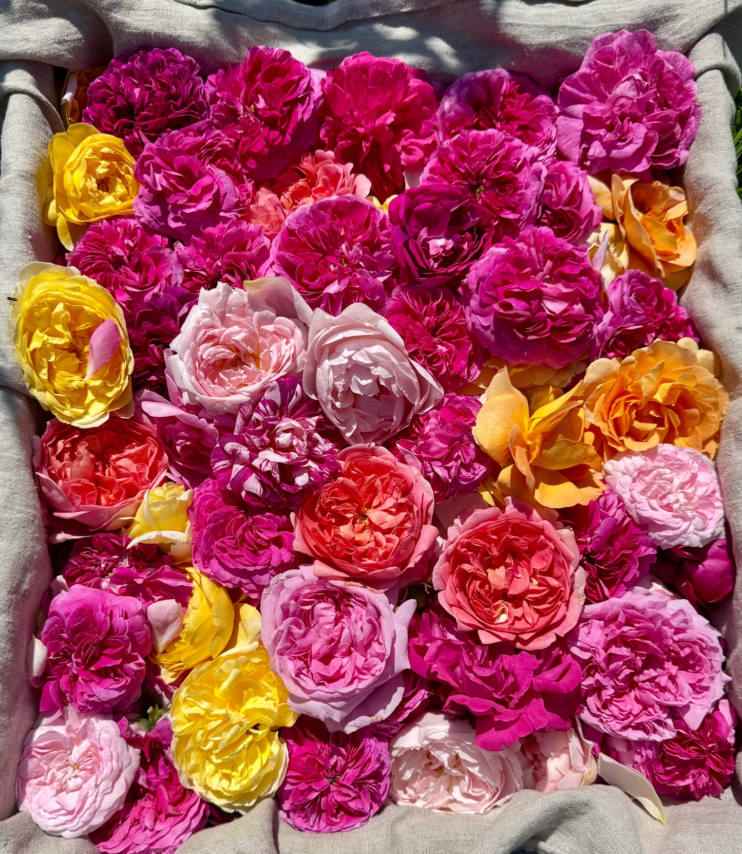Hydrolat Aromatique  : Rose d'Unité