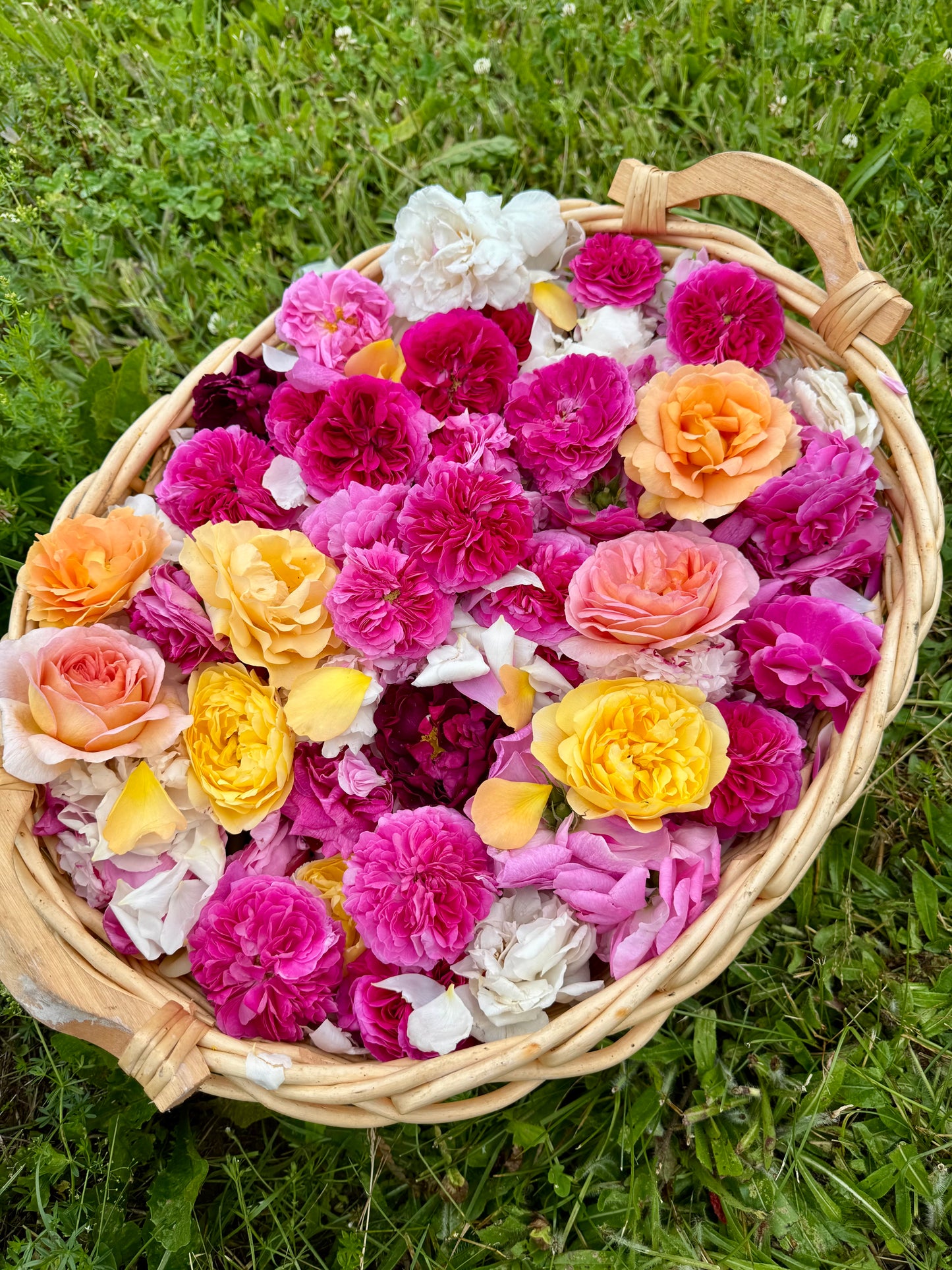 Hydrolat Aromatique  : Rose d'Unité