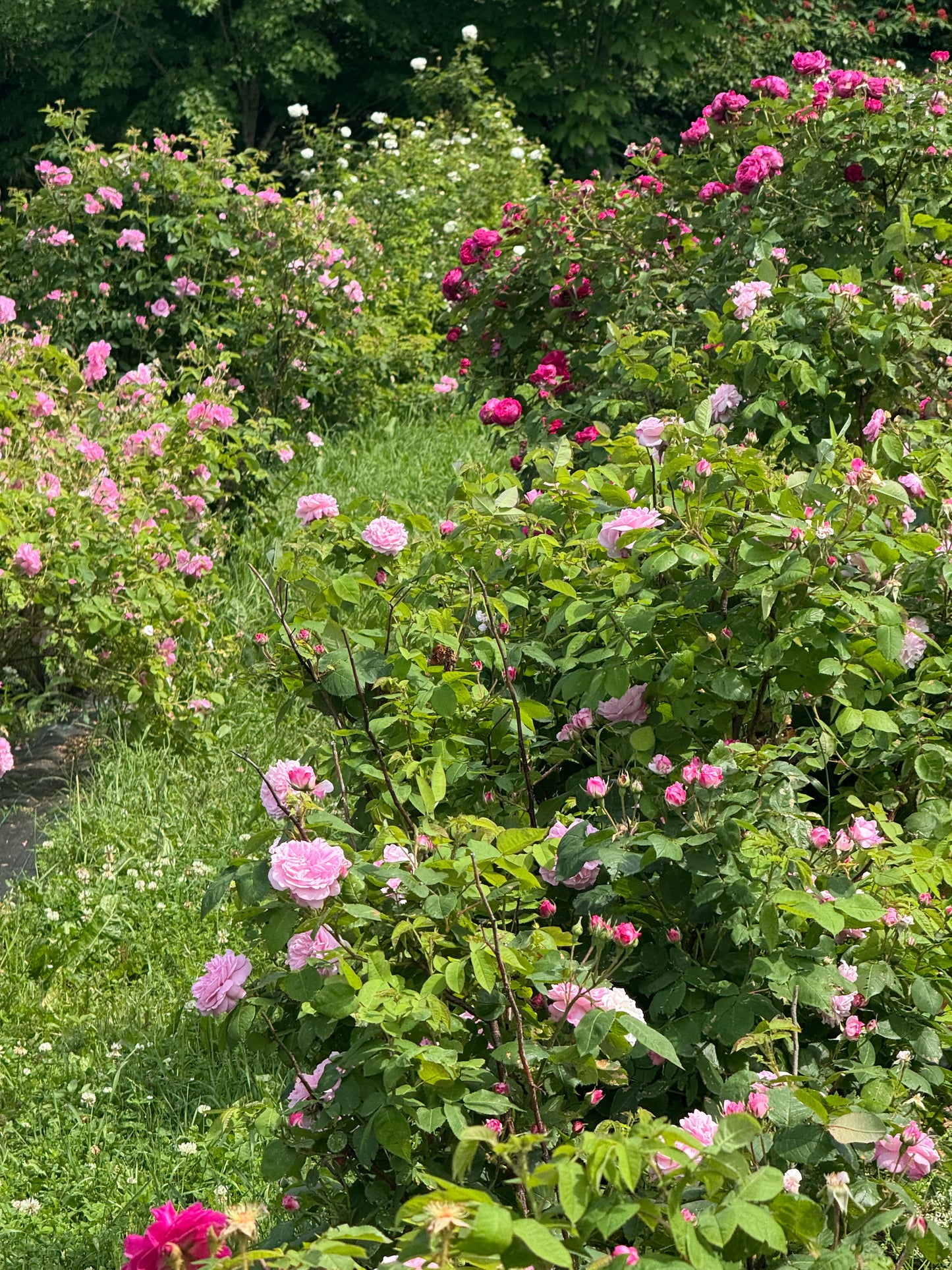 Hydrolat Aromatique  : Rose d'Unité