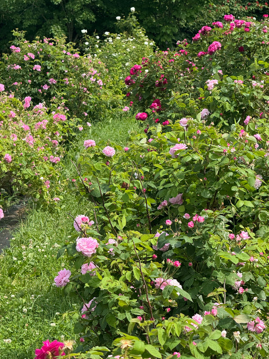 Hydrolat Aromatique  : Rose d'Unité