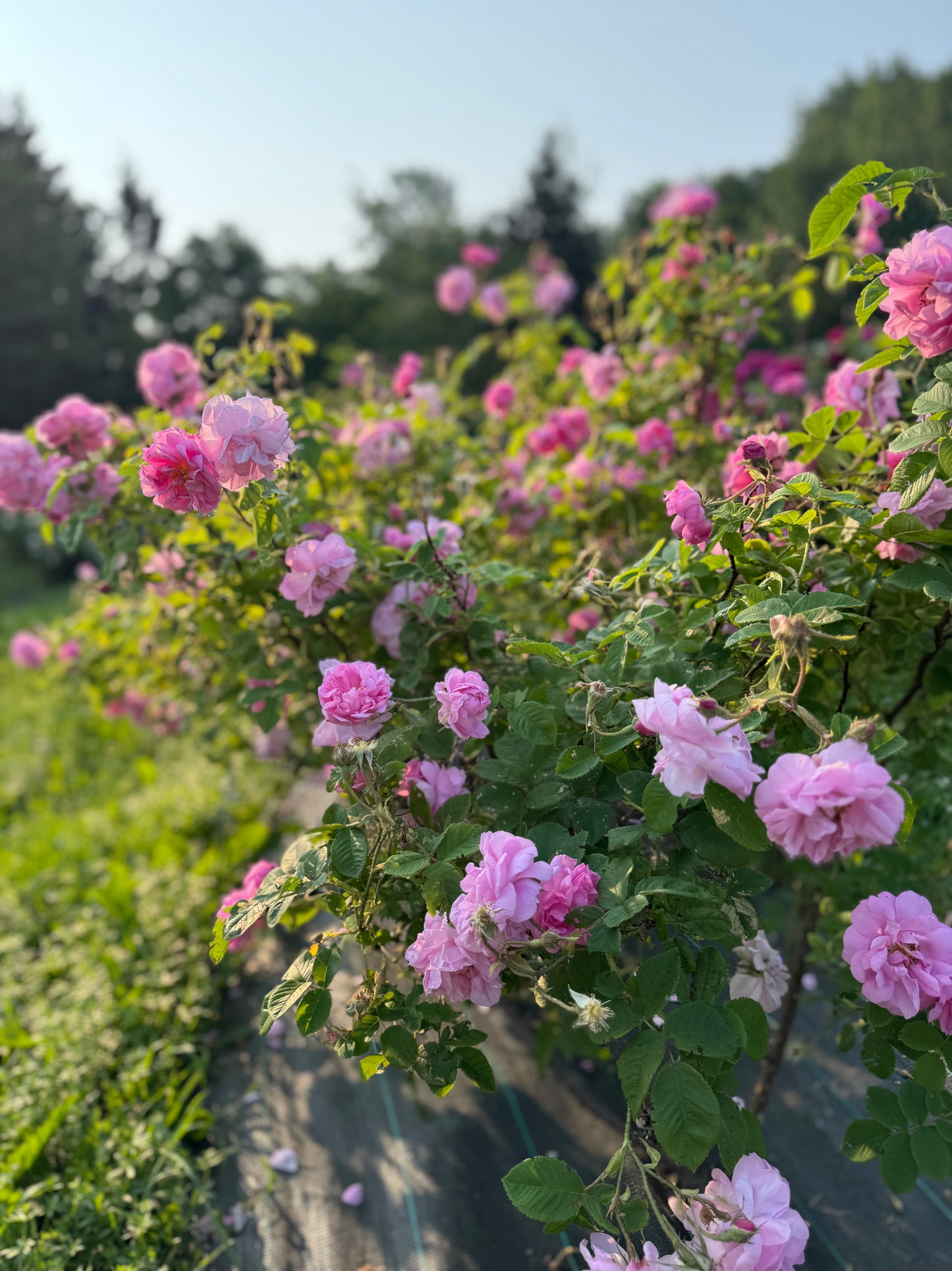 Hydrolat Aromatique  : Rose d'Unité