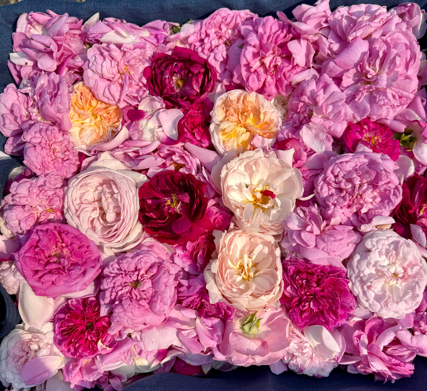 Hydrolat Aromatique  : Rose d'Unité