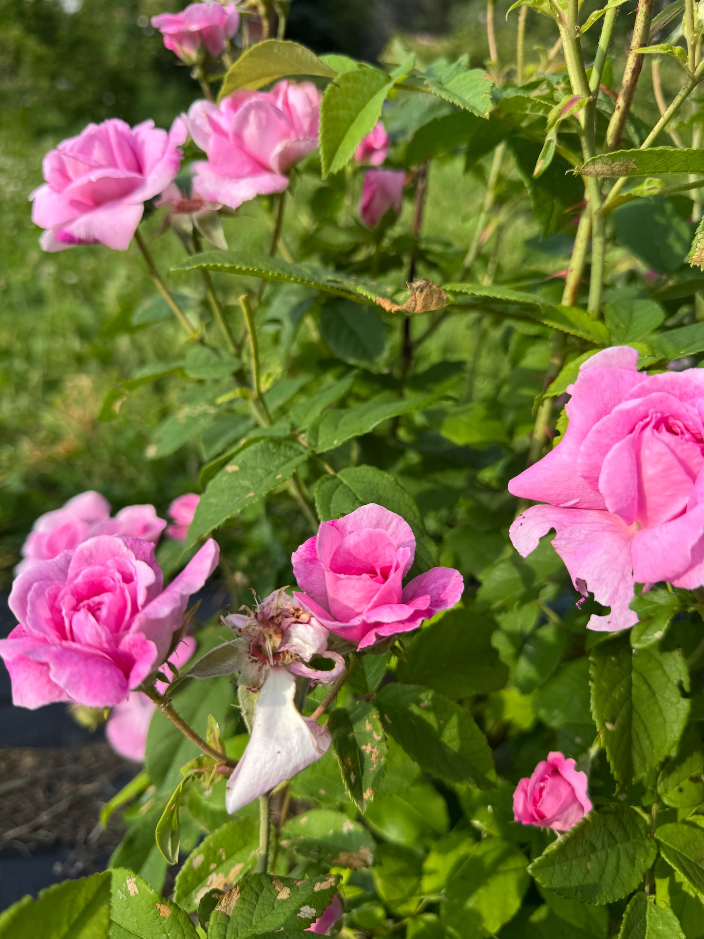 Hydrolat Aromatique  : Rose d'Unité