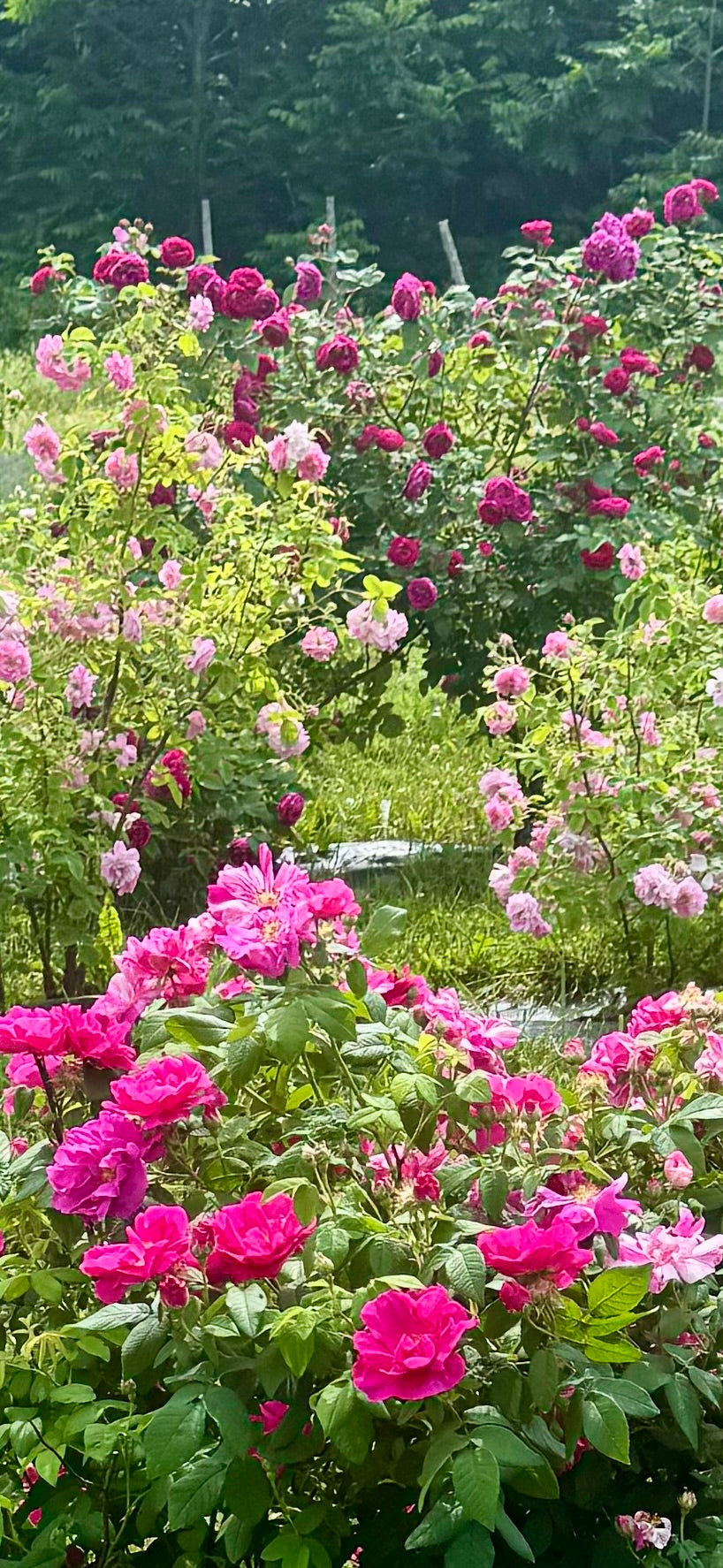 Hydrolat   ROSES ANCIENNES