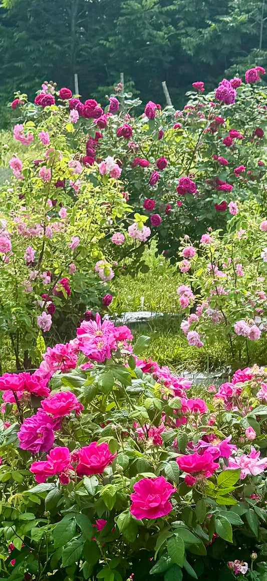 Hydrolat Aromatique ROSES ANCIENNES