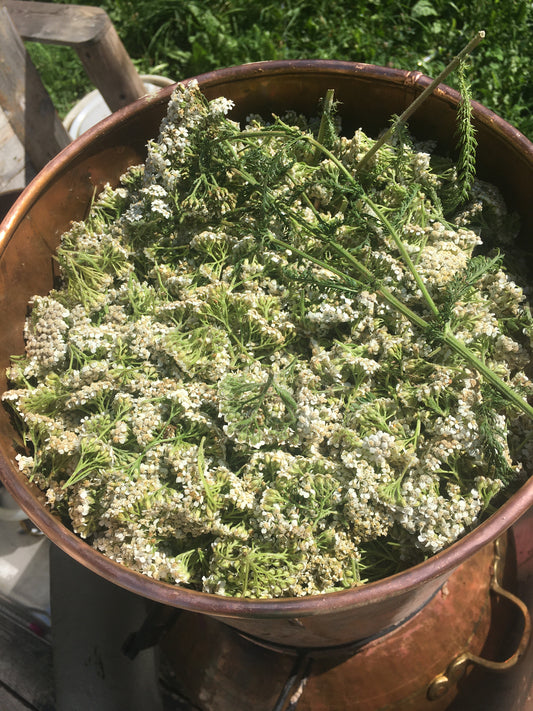 Hydrolat Aromatique ACHILLÉE MILLEFEUILLE