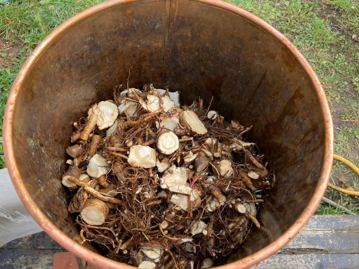 Hydrolat Aromatique ANGÉLIQUE officinale -racine