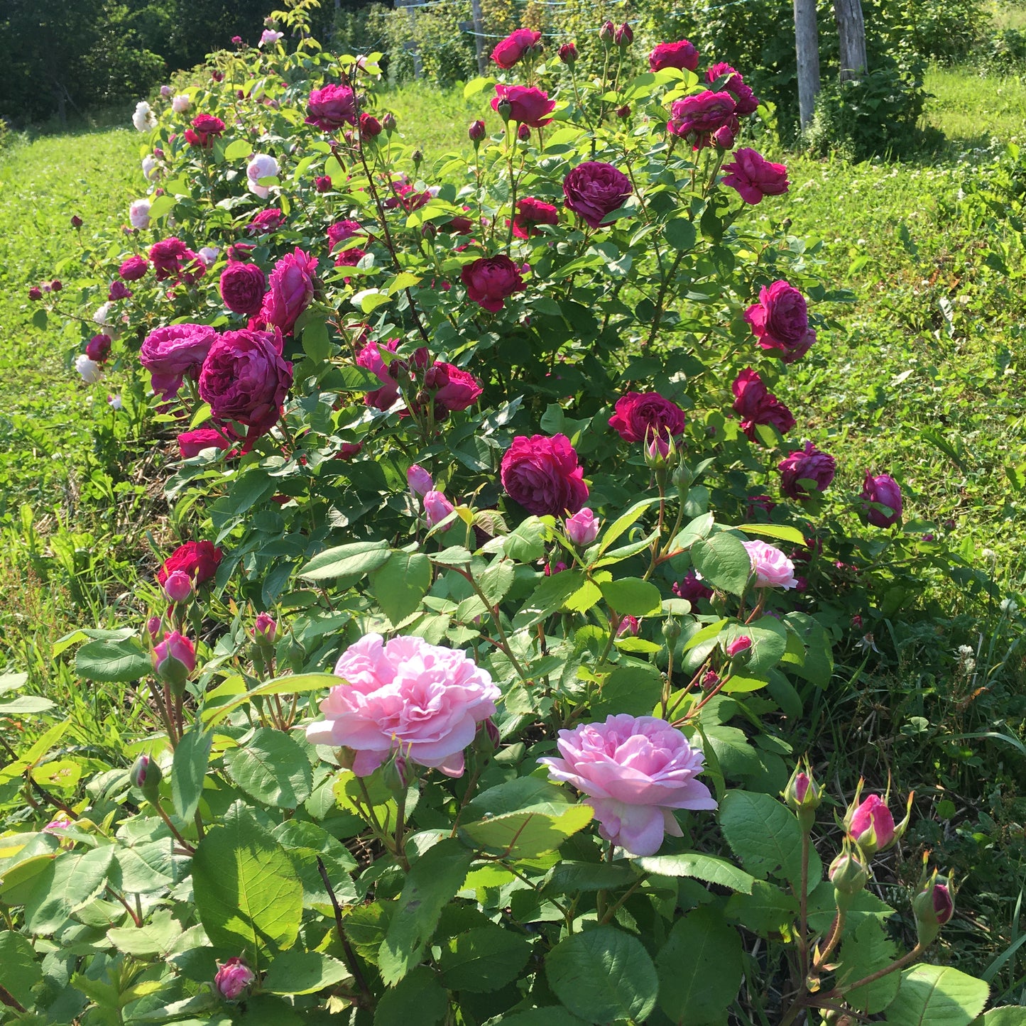 Hydrolat  Aromatique ROSES ANCIENNES bio