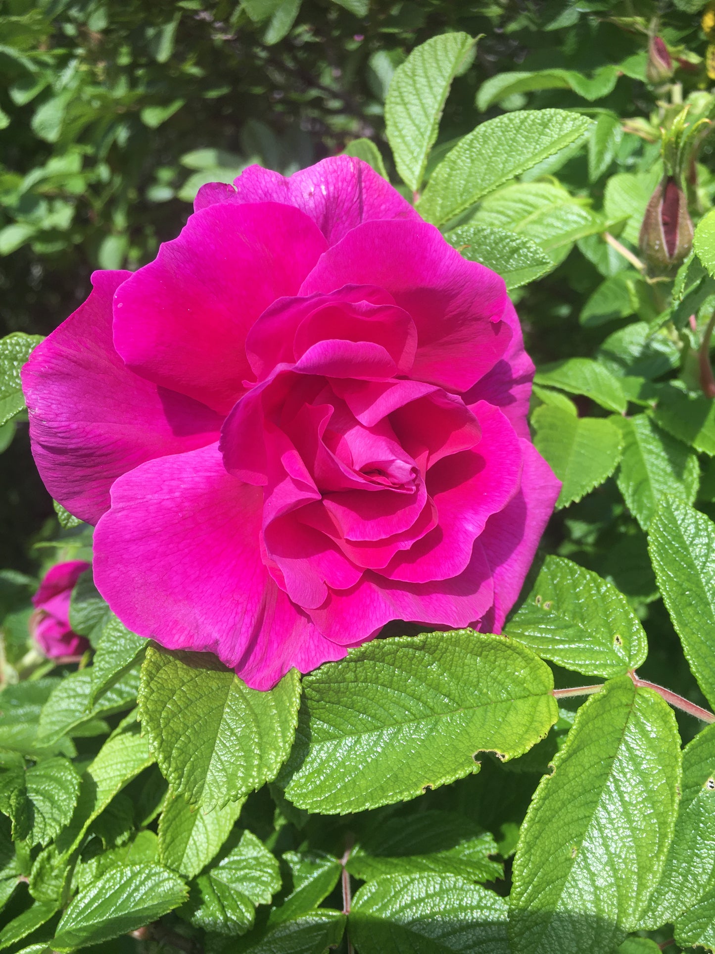 Hydrolat  Aromatique ROSE biologique Gaspésie