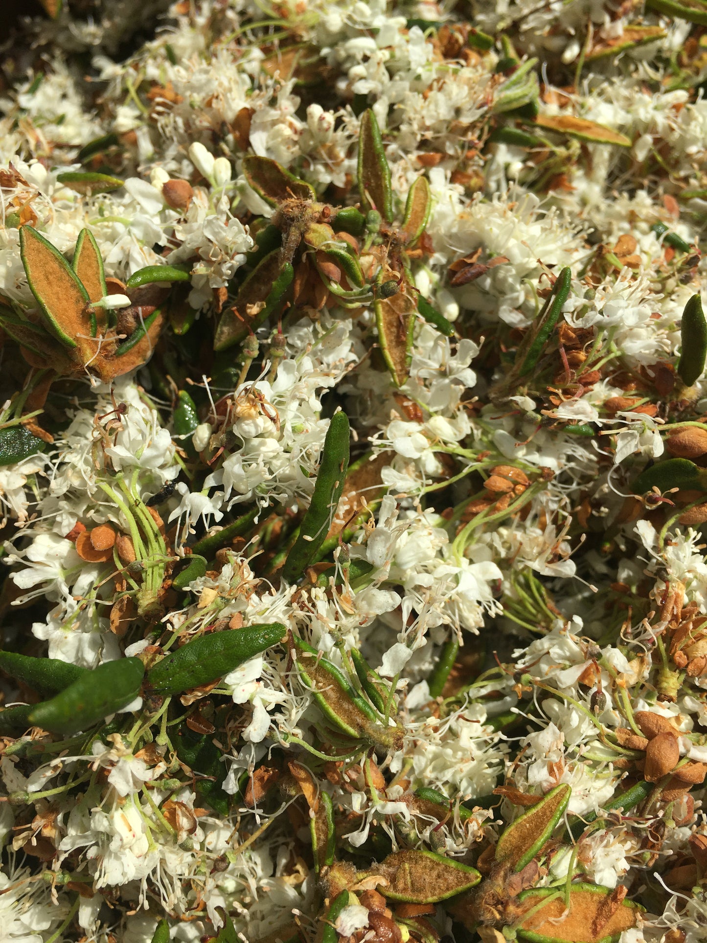 Hydrolat Aromatique Fleurs THÉ DU LABRADOR