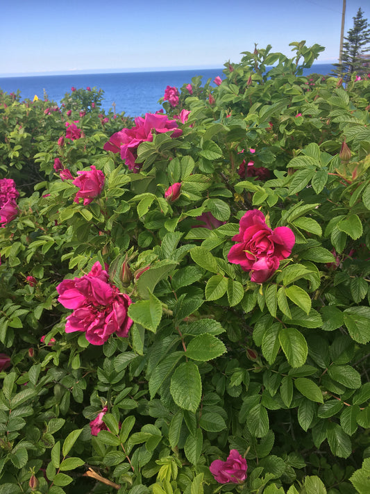 Hydrolat Aromatique ROSE